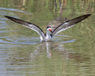 Black Skimmer