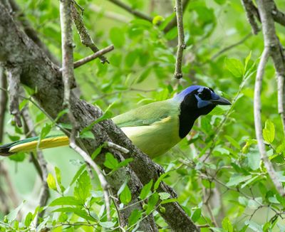 Green Jay