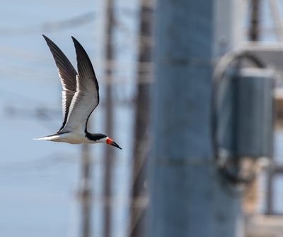 Black Skimmer