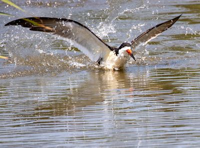 Black Skimmer