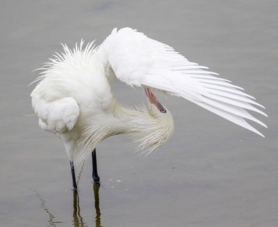 Reddish Egret