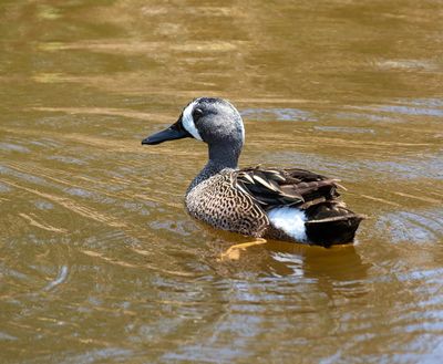 Blue-winged Teal