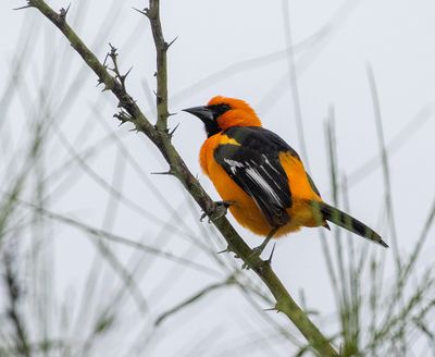 Altamira Oriole