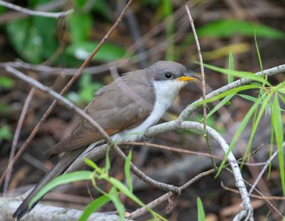 Yellow-billed Cuckoo