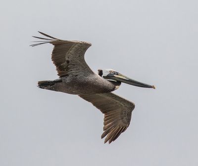 Brown Pelican