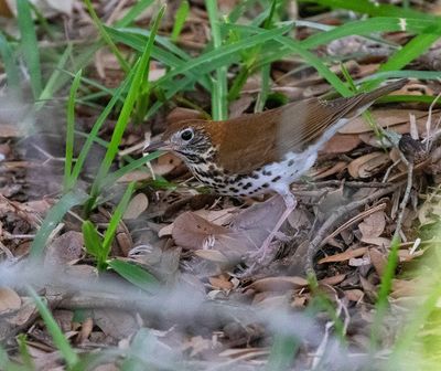 Wood Thrush