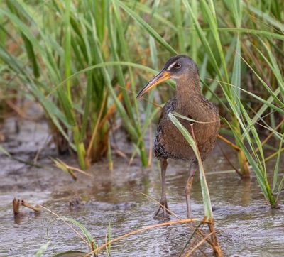 Clapper Rail