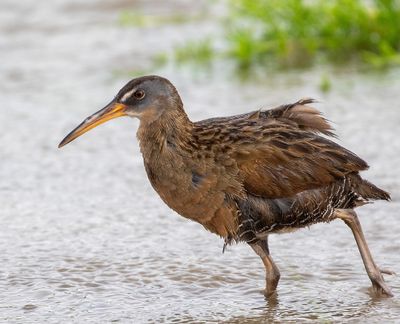 Clapper Rail
