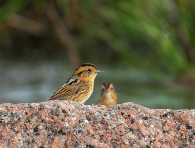 Nelson's Sparrow