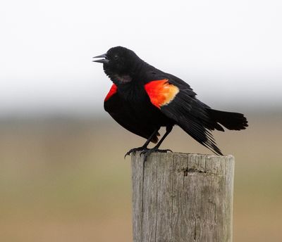 Red-winged Blackbird