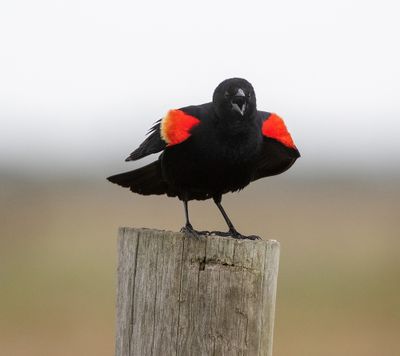Red-winged Blackbird