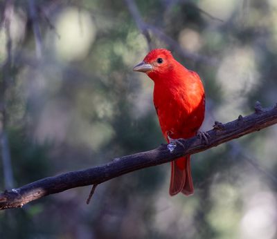 Summer Tanager