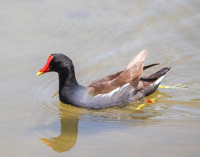 American Moorhen