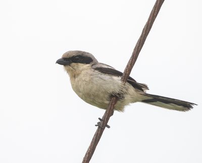 Loggerhead Shrike