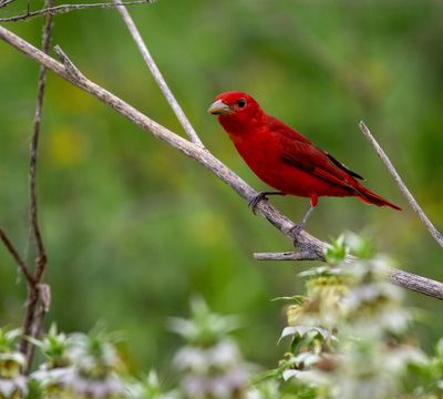 Summer Tanager