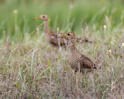 Upland Sandpiper