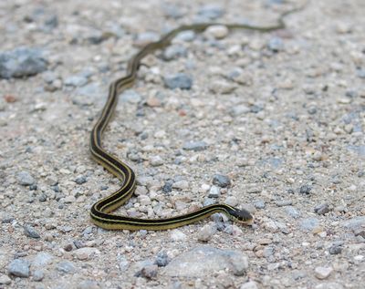 Gulf Coast Ribbon Snake