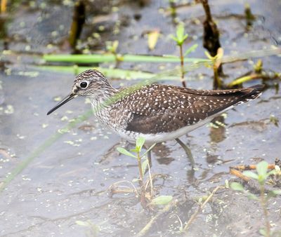 Solitary Sandpiper