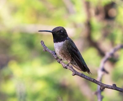 Black-chinned Hummingbird