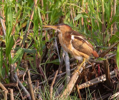 Least Bittern