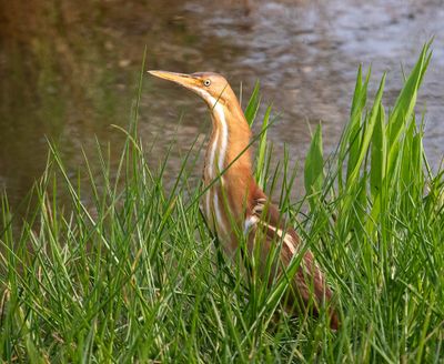 Least Bittern