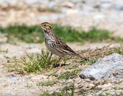Savannah Sparrow