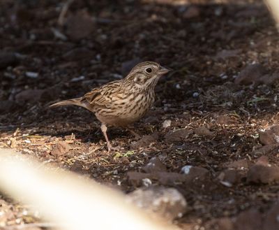 Vesper Sparrow