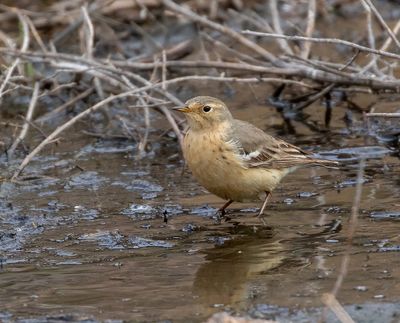 Buff-bellied Pipit