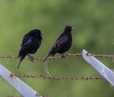 Bronzed Cowbird
