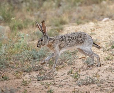 Black-Tailed Jackrabbit