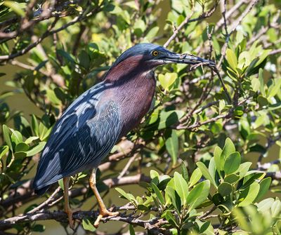 Green Heron