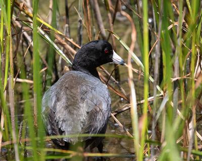 American Coot