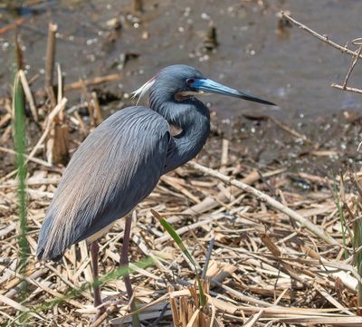 Tricoloured Heron