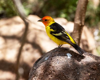Western Tanager