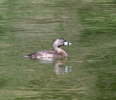 Pied-billed Grebe