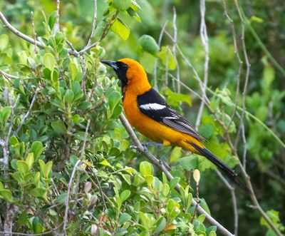 Hooded Oriole