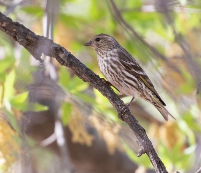 Pine Siskin