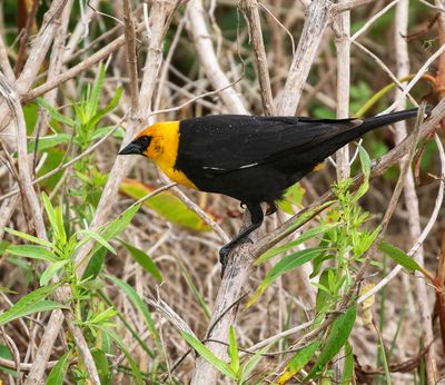 Yellow-headed Blackbird