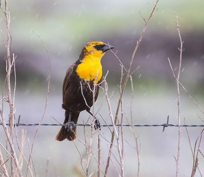 Yellow-headed Blackbird