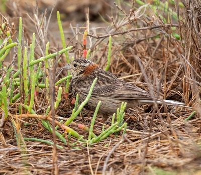 Chestnut-collared Longspur