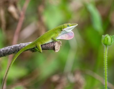 Green Anole