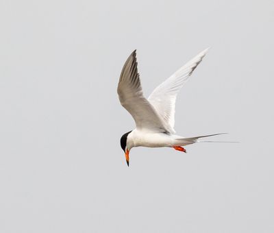 Forster's Tern