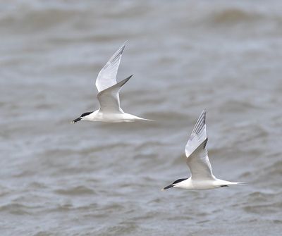Cabot's Tern