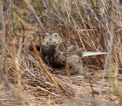 Chestnut-collared Longspur