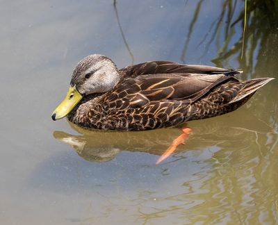 Mottled Duck