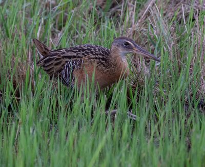 King Rail