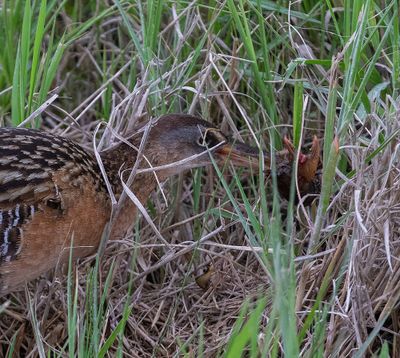 King Rail with prey