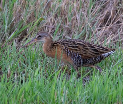 King Rail
