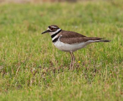 Killdeer