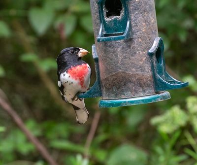 Rose-breasted Grosbeak
